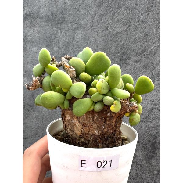 【現品限り】ケラリア・ピグマエア 現地株 2年ほど管理 発根済み【E21】 Ceraria pygmaea