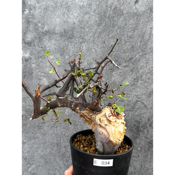 【現品限り】コミフォラ・カタフ ソマリア ピュア 現地株 発根済み【E34】 Commiphora kataf Somalia