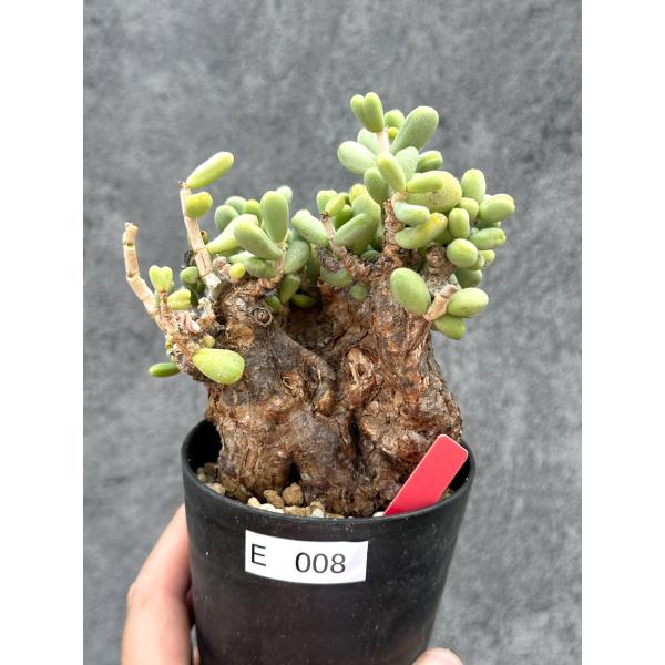 【現品限り】ケラリア・ピグマエア 現地株 2年ほど管理 発根済み【E8】 Ceraria pygmaea