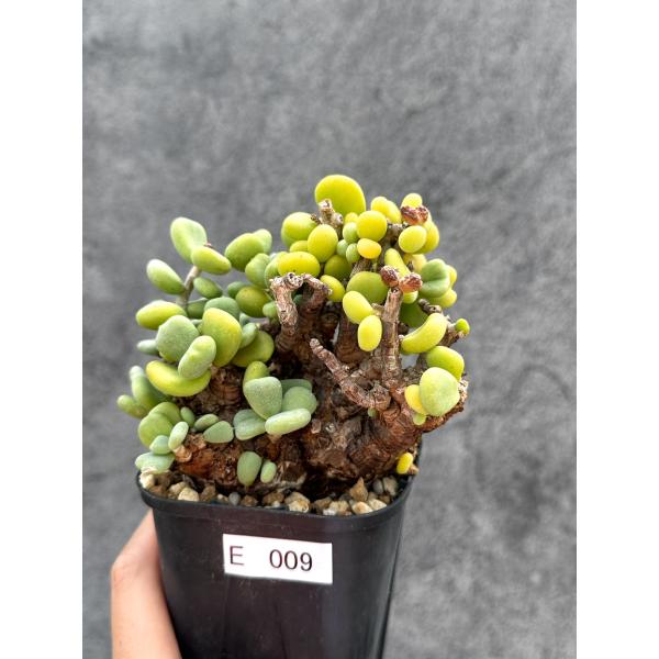 【現品限り】ケラリア・ピグマエア 現地株 2年ほど管理 発根済み【E9】 Ceraria pygmaea