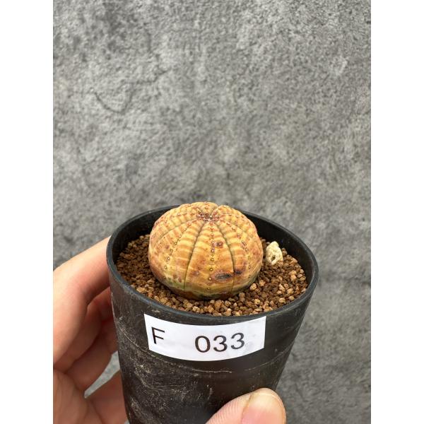 【現品限り】ユーフォルビア・オベサ 実生【F33】 Euphorbia obesa