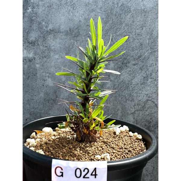【現品限り】フォークイエリア・プルプシー 実生 良型【G24】 Fouquieria purpusii