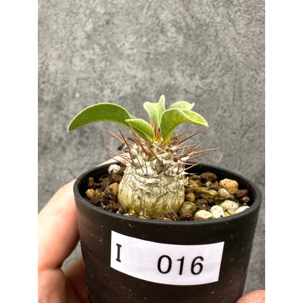 【現品限り】パキポディウム・ナマクアナム 光堂 実生【I16】 Pachypodium namaquanum