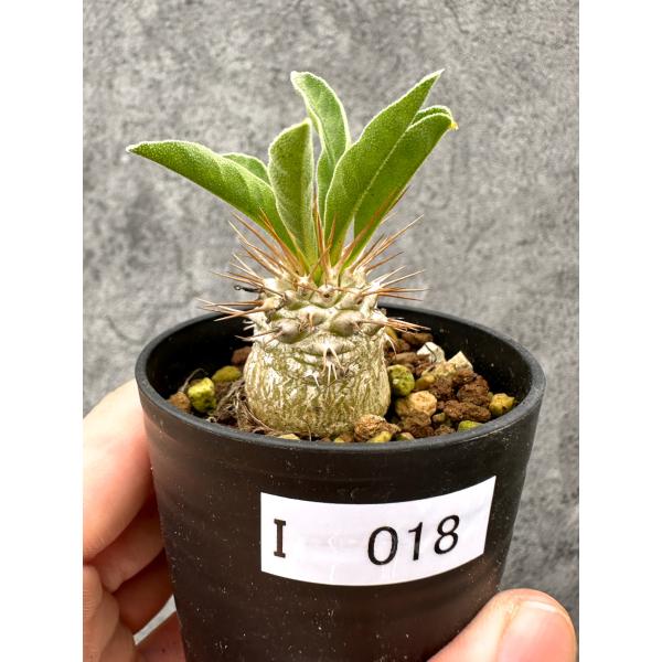 【現品限り】パキポディウム・ナマクアナム 光堂 実生【I18】 Pachypodium namaquanum