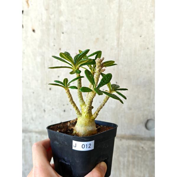 【現品限り】ドルステニア・ギガス 実生【J12】 Dorstenia gigas
