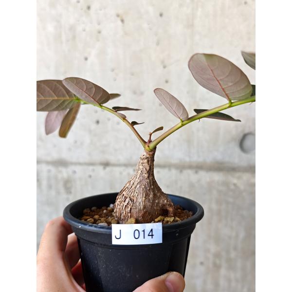 【現品限り】フィランサス・ミラビリス 現地株【J14】 Phyllanthus mirabilis