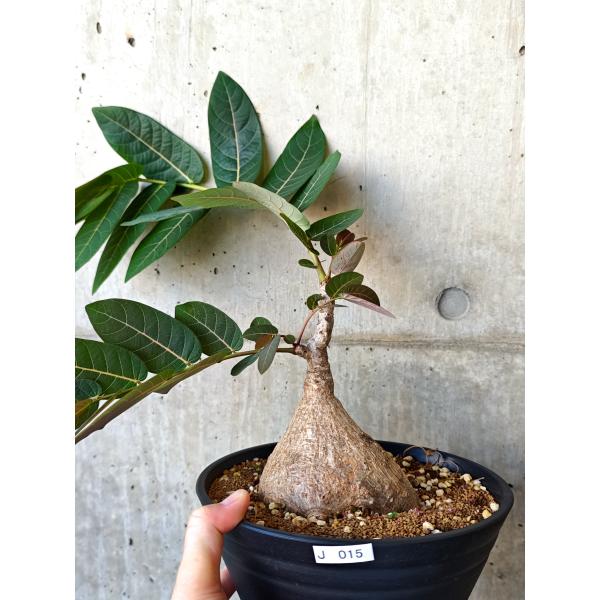 【現品限り】フィランサス・ミラビリス 現地株【J15】 Phyllanthus mirabilis