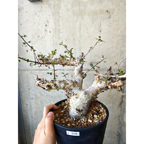 【現品限り】コミフォラ・カタフ ターカネンシス 極太 現地株 発根済み【J16】 Commiphora kataf turkanensis