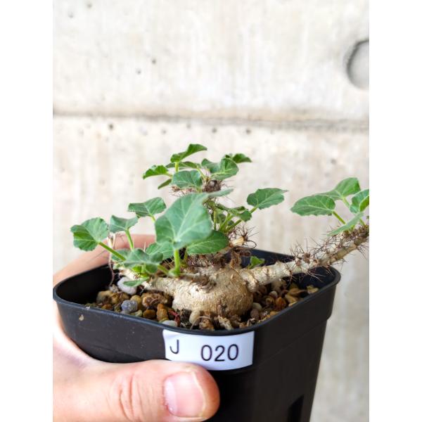 【現品限り】ヤトロファ・マルギナータ 実生【J20】 Jatropha marginata