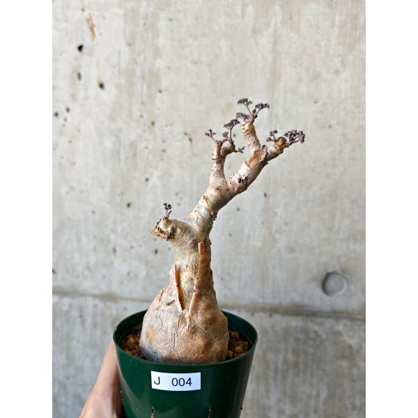 【現品限り】キフォステンマ・ベティフォルメ ナローリーフ 現地株 発根済み【J4】 Cyphostemma betiforme Somalia