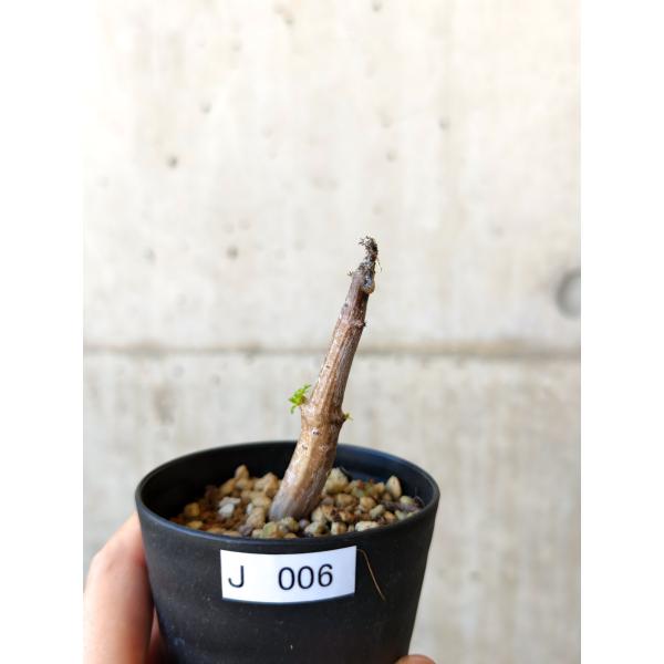 【現品限り】コミフォラ・クラウセリアーナ 実生【J6】 Commiphora kraeuseliana