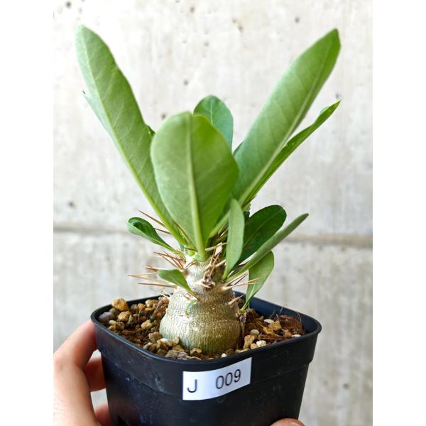 【現品限り】パキポディウム・レアリー 実生【J9】 Pachypodium lealii