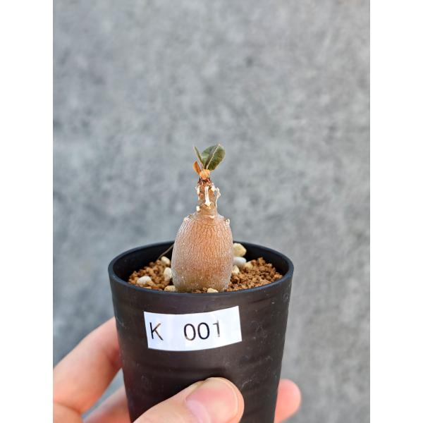 【現品限り】アデニウム・ソコトラナム 実生【K1】 Adenium socotranum