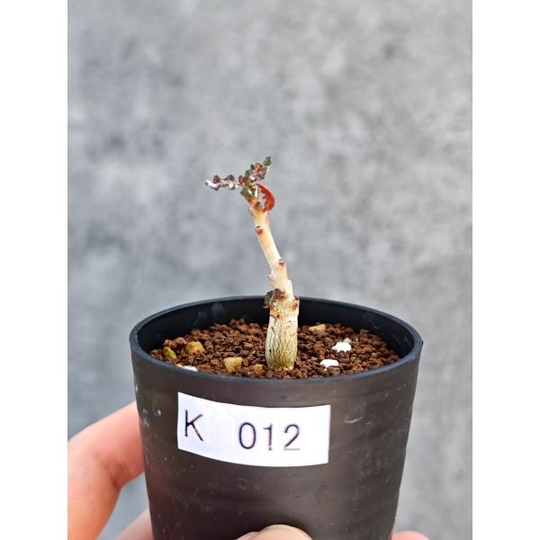 【現品限り】ボスウェリア・ナナ 実生【K12】 Boswellia nana