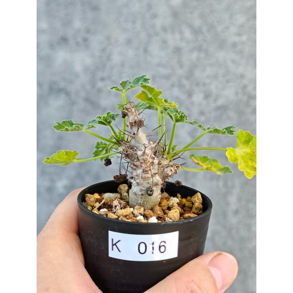 【現品限り】ヤトロファ・パラドクサ 実生【K16】 Jatropha paradoxa
