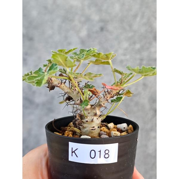 【現品限り】ヤトロファ・パラドクサ 実生【K18】 Jatropha paradoxa