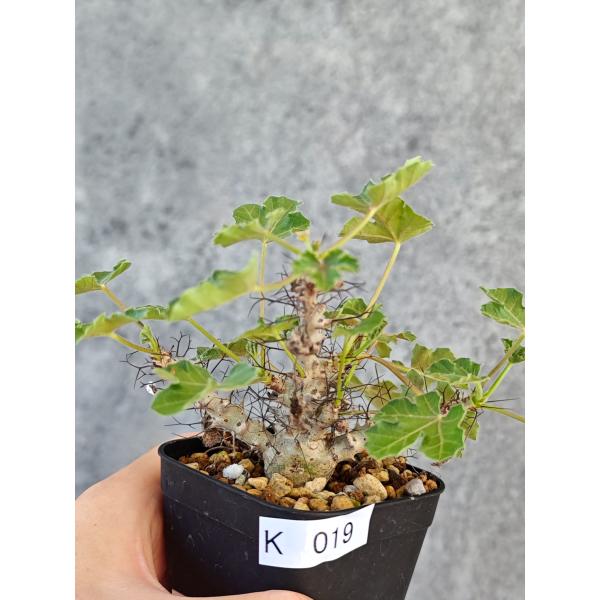 【現品限り】ヤトロファ・パラドクサ 実生【K19】 Jatropha paradoxa