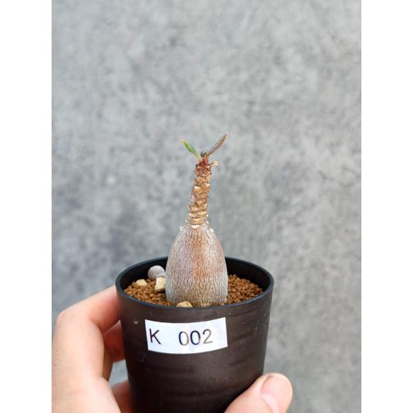 【現品限り】アデニウム・ソコトラナム 実生【K2】 Adenium socotranum