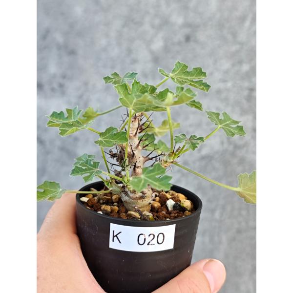 【現品限り】ヤトロファ・パラドクサ 実生【K20】 Jatropha paradoxa