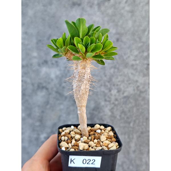 【現品限り】ユーフォルビア・ギラウミニアナ 実生【K22】 Euphorbia guillauminiana