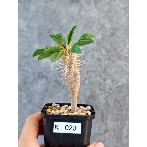 【現品限り】ユーフォルビア・ギラウミニアナ 実生【K23】 Euphorbia guillauminiana