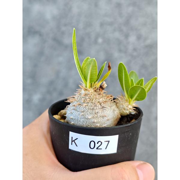 【現品限り】パキポディウム・ブレビカウレ 実生【K27】 Pachypodium brevicaule
