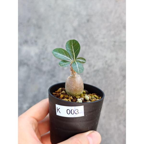 【現品限り】アデニウム・ソコトラナム 実生【K3】 Adenium socotranum