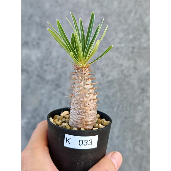 【現品限り】パキポディウム・グラキリス 実生【K33】 Pachypodium gracilius