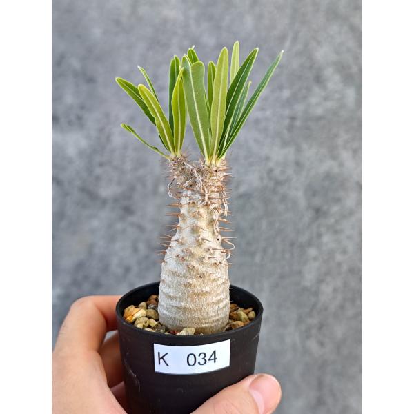 【現品限り】パキポディウム・グラキリス 実生【K34】 Pachypodium gracilius