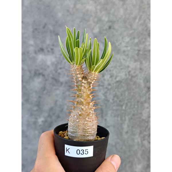 【現品限り】パキポディウム・グラキリス 実生【K35】 Pachypodium gracilius