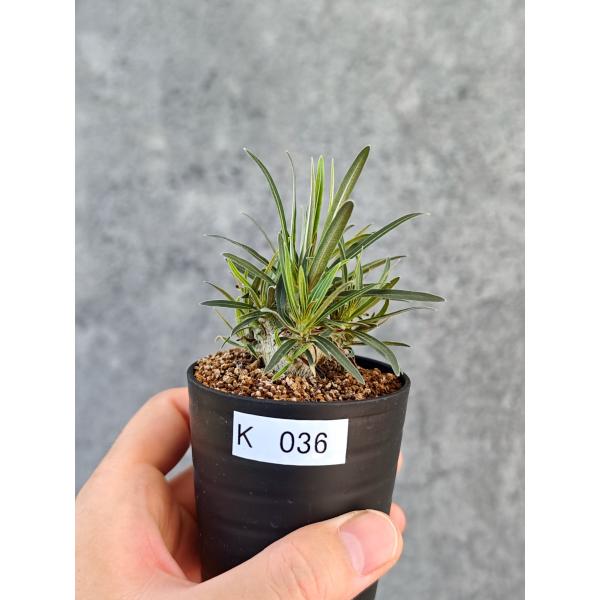 【現品限り】パキポディウム・グラキリス 実生【K36】 Pachypodium gracilius