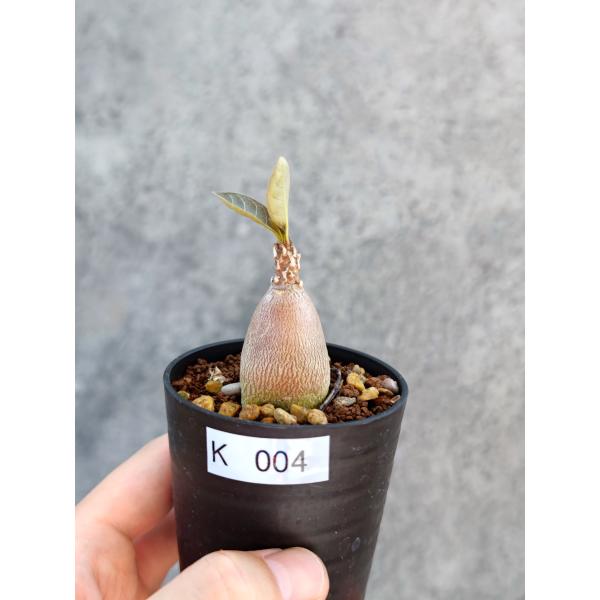 【現品限り】アデニウム・ソコトラナム 実生【K4】 Adenium socotranum