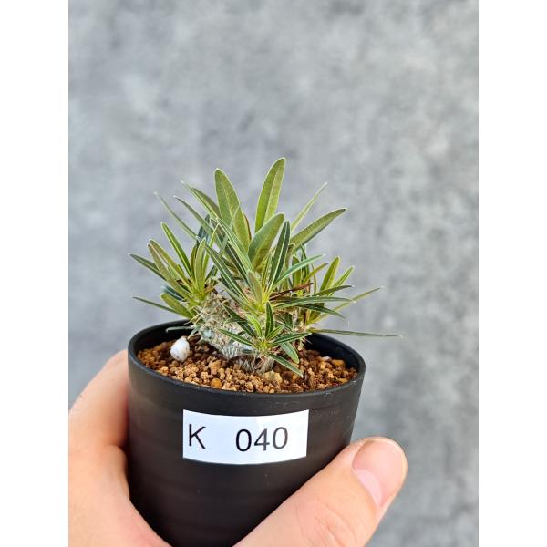 【現品限り】パキポディウム・グラキリス 実生【K40】 Pachypodium gracilius