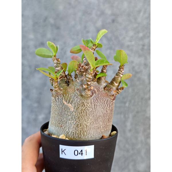 【現品限り】アデニウム・アラビカム ブラックスキン 実生【K41】 Adenium arabicum 'Black skin'