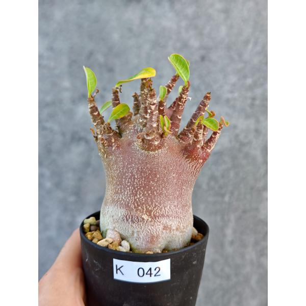 【現品限り】アデニウム・アラビカム ブラックスキン 実生【K42】 Adenium arabicum 'Black skin'