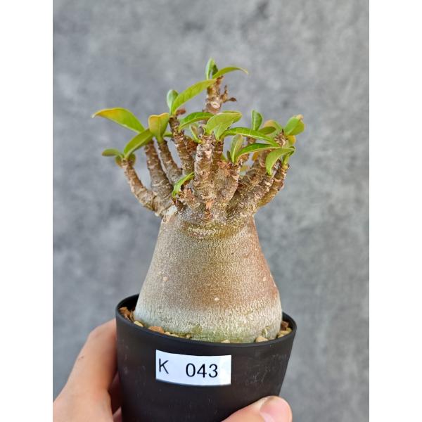 【現品限り】アデニウム・アラビカム ブラックスキン 実生【K43】 Adenium arabicum 'Black skin'