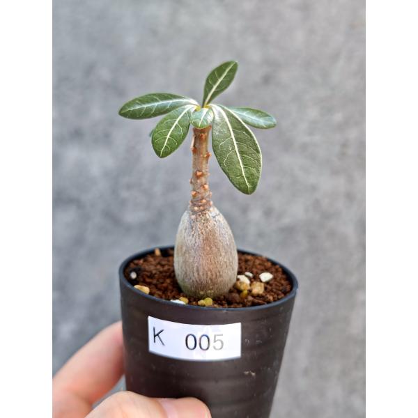 【現品限り】アデニウム・ソコトラナム 実生【K5】 Adenium socotranum
