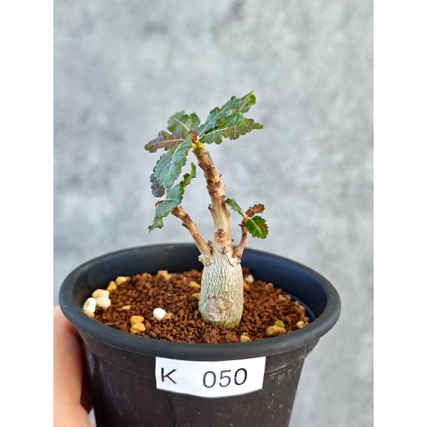 【現品限り】ボスウェリア・ナナ 実生【K50】 Boswellia nana