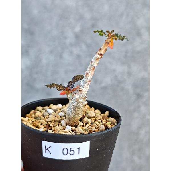 【現品限り】ボスウェリア・ナナ 実生【K51】 Boswellia nana