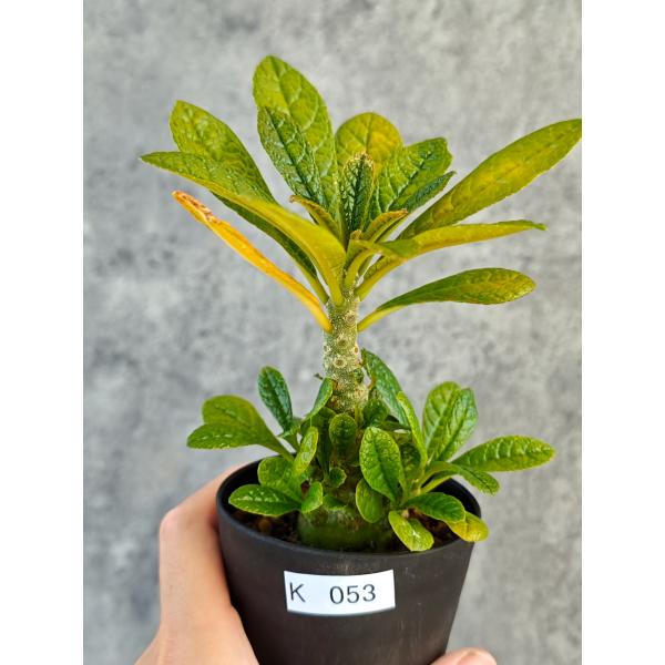 【現品限り】ドルステニア・ギガス 実生【K53】 Dorstenia gigas