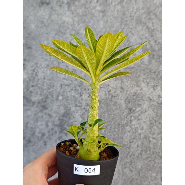 【現品限り】ドルステニア・ギガス 実生【K54】 Dorstenia gigas