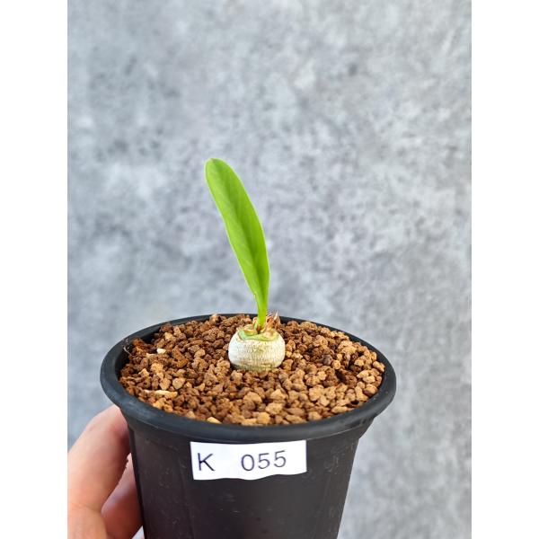 【現品限り】ユーフォルビア・サピニー 実生【K55】 Euphorbia sapinii