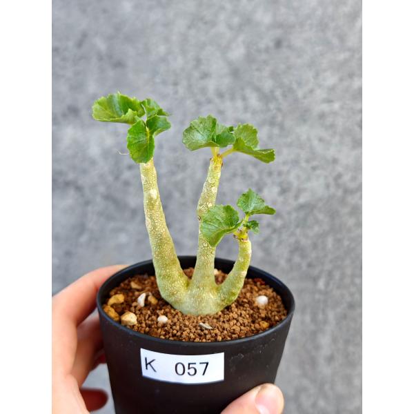 【現品限り】ドルステニア・ジプソフィラ 実生【K57】 Dorstenia gypsophila