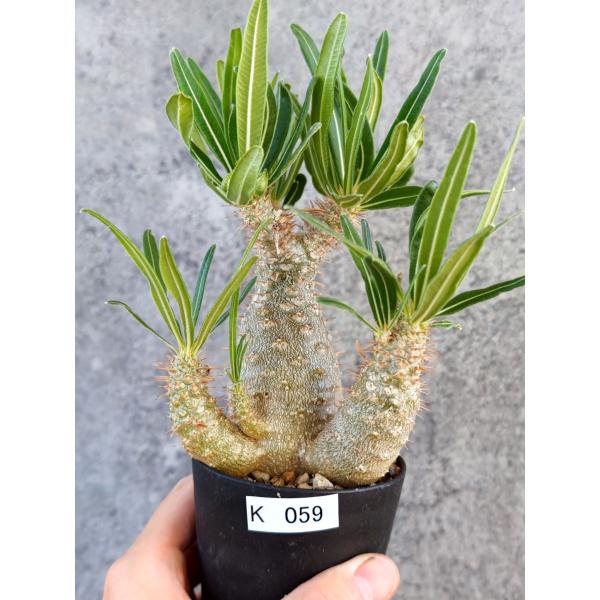 【現品限り】パキポディウム・グラキリス 実生【K59】 Pachypodium gracilius