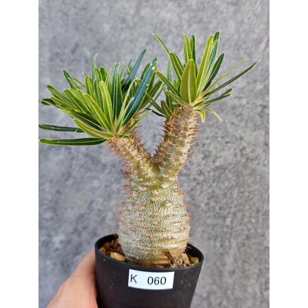 【現品限り】パキポディウム・グラキリス 実生【K60】 Pachypodium gracilius