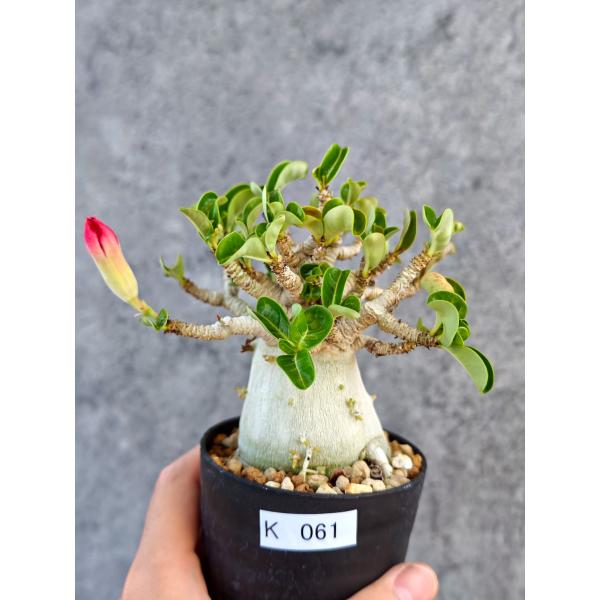 【現品限り】アデニウム・DHA 大株 コレクション株 葉巻 美肌【K61】 Adenium DHA