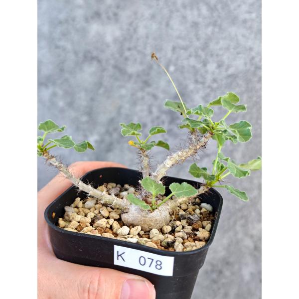 【現品限り】ヤトロファ・マルギナータ 実生【K78】 Jatropha marginata