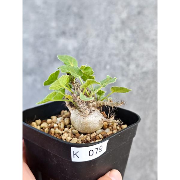 【現品限り】ヤトロファ・マルギナータ 実生【K79】 Jatropha marginata