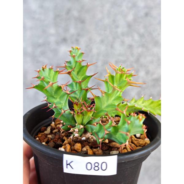 【現品限り】ユーフォルビア・クラビゲラ 実生【K80】 Euphorbia clavigera