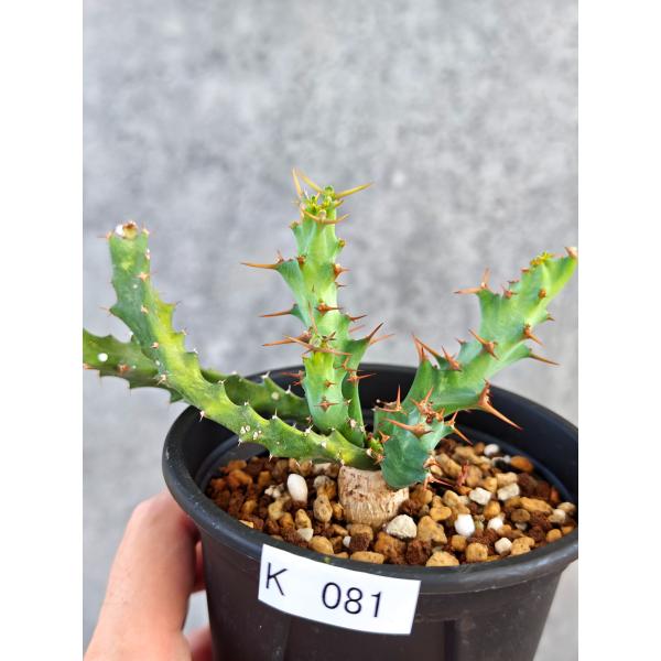 【現品限り】ユーフォルビア・クラビゲラ 実生【K81】 Euphorbia clavigera